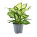 Dieffenbachia Camilla 2 Pp