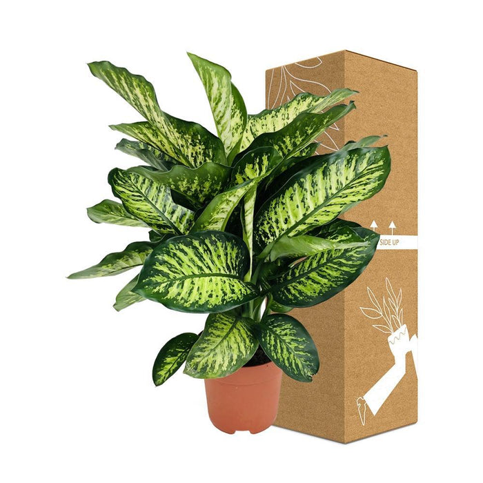 Dieffenbachia Camilla