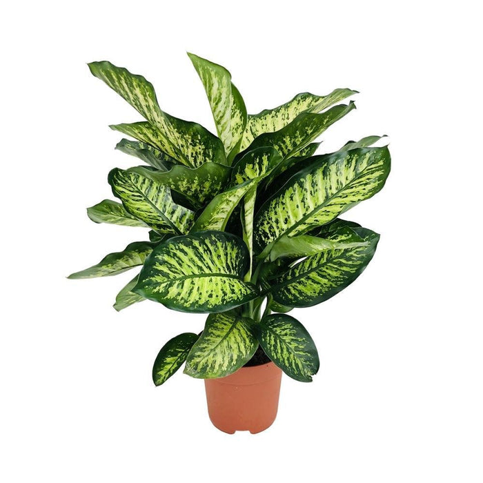 Dieffenbachia Camilla