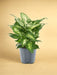 Dieffenbachia Compacta