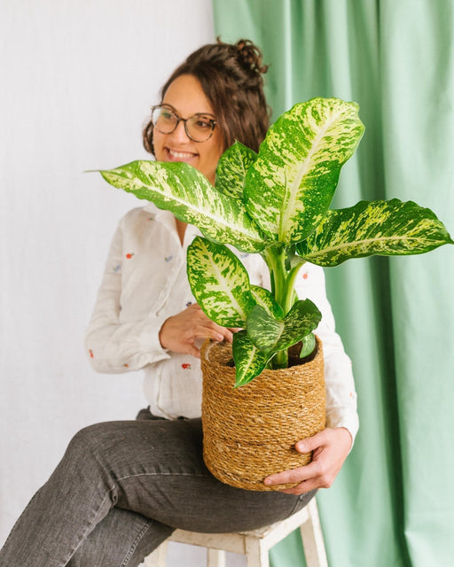 Dieffenbachia Compacta Mars