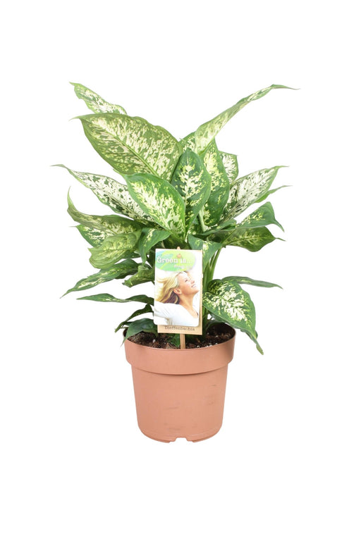 Dieffenbachia 'Compacta'