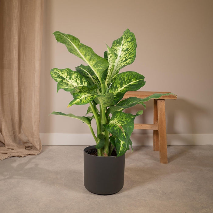 Dieffenbachia Mars H50Cm