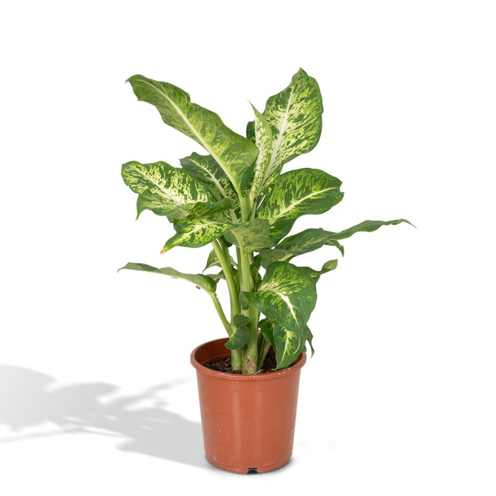 Dieffenbachia Mars H50Cm