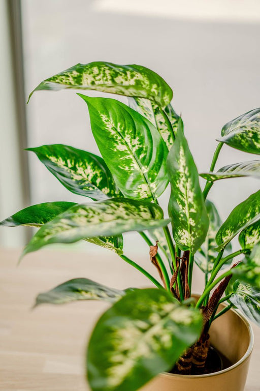 Dieffenbachia - Kunstig Grønn Plante