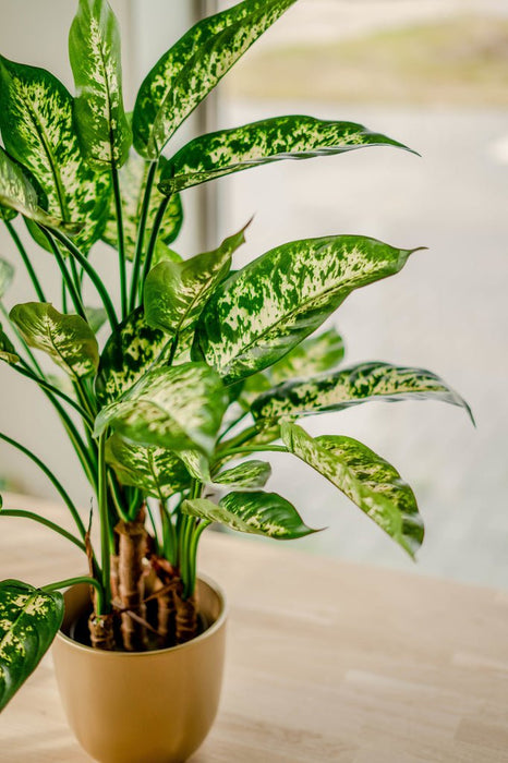 Dieffenbachia - Kunstig Grønn Plante