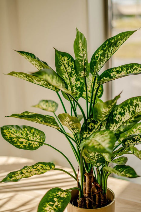 Dieffenbachia - Kunstig Grønn Plante