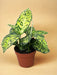 Dieffenbachia Reflektor