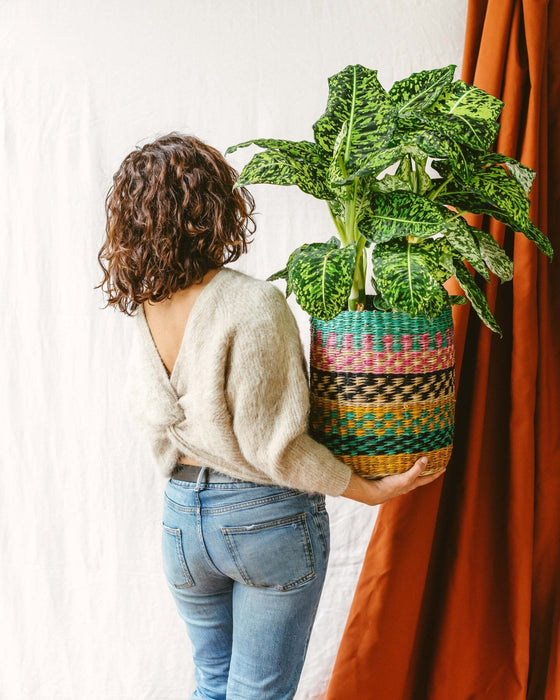 Dieffenbachia Reflektor