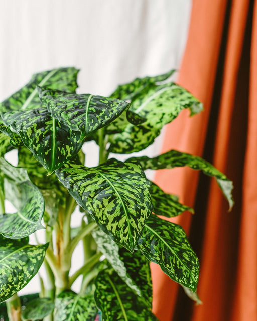 Dieffenbachia Reflektor