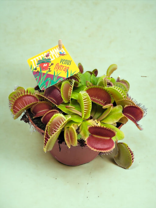 Dionaea Muscipula