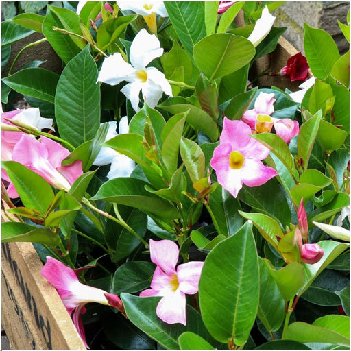 Dipladenia Hvit - D12Cm - Utendørs Blomstrende Plante