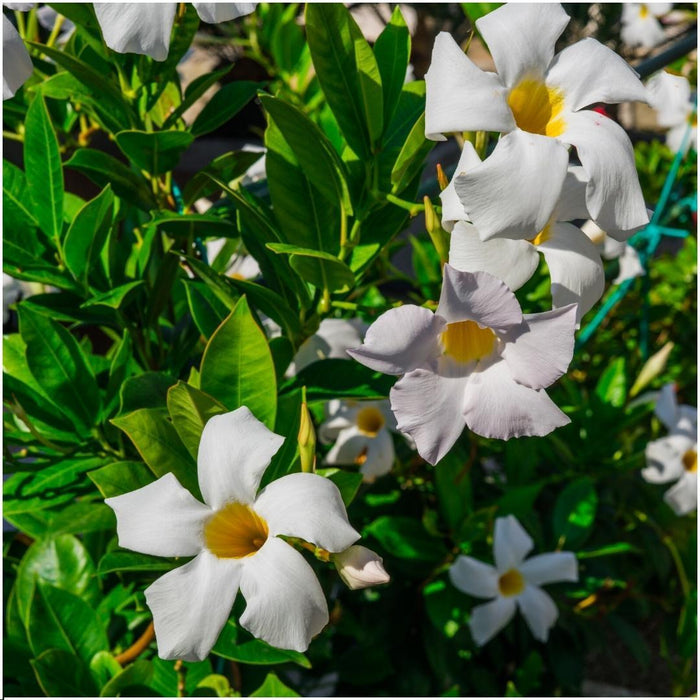 Dipladenia Hvit - D12Cm - Utendørs Blomstrende Plante