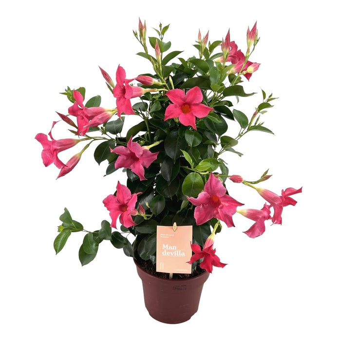 Dipladenia - Mandevilla Zomerville Rosa Pyramid