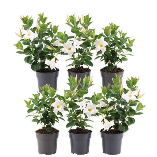 Dipladenia White X 6