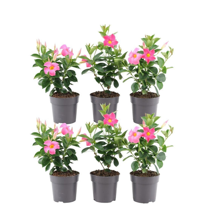 Dipladenia Rose X 6