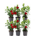 Dipladenia Red X 6