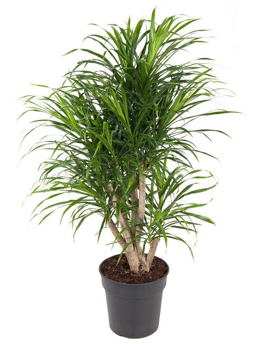 Dracaena Anita Variegata