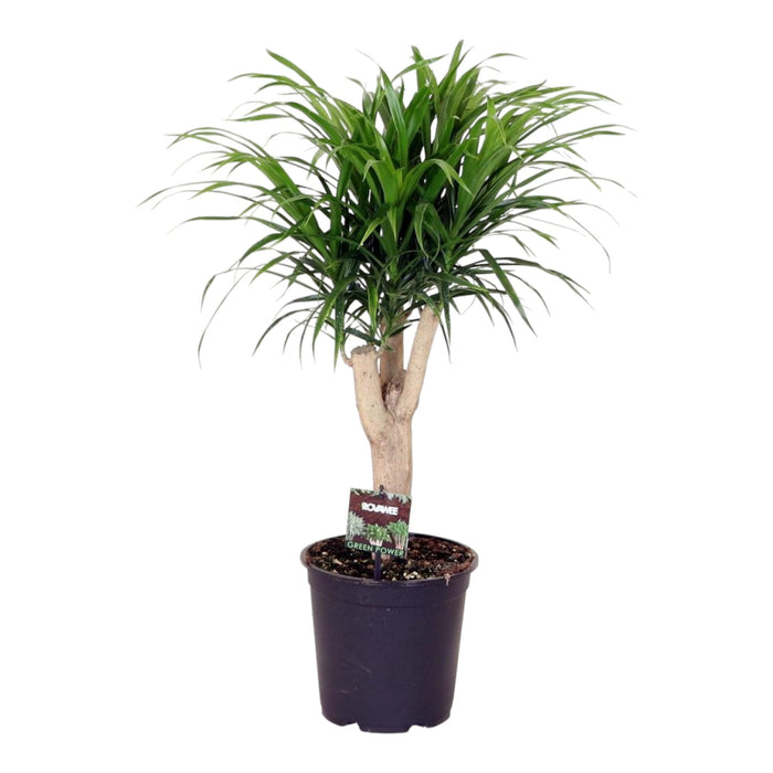 Dracaena 'Anita'