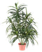 Grønn Kunstig Dracaena 75 Cm For Interiørdekorasjon