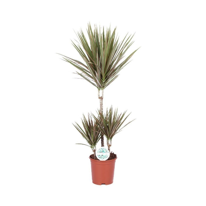 Dracaena Bicolor