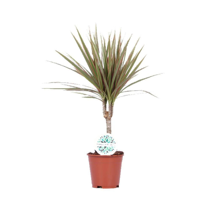 Dracaena Bicolor