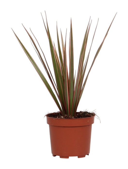 Dracaena Bicolor