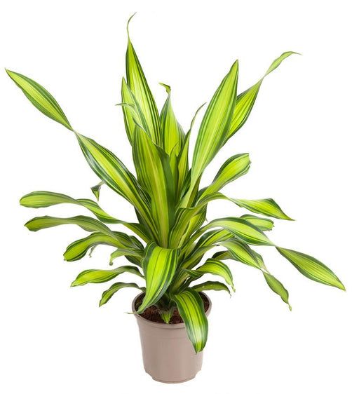 Dracaena 'Charley'