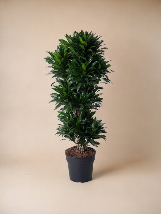 Dracaena Compacta