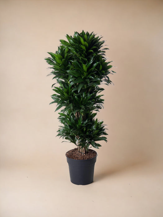 Forgrenet Compact Dracaena - 140 Cm - Ø31