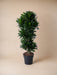 Forgrenet Compact Dracaena - 140 Cm - Ø31