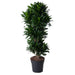 Forgrenet Compact Dracaena - 140 Cm - Ø31