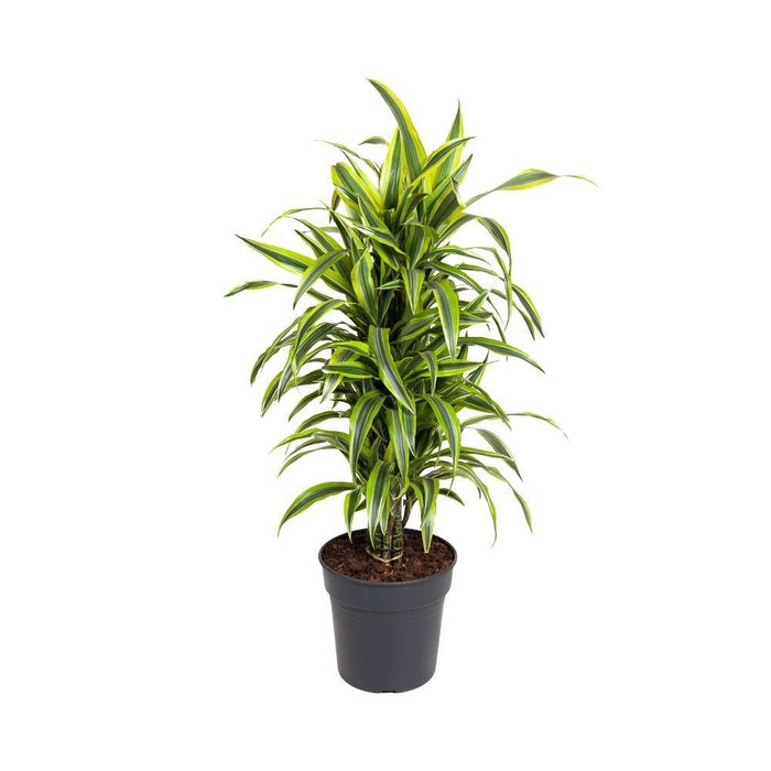 Dracaena 'Deremensis Lemon Lime'