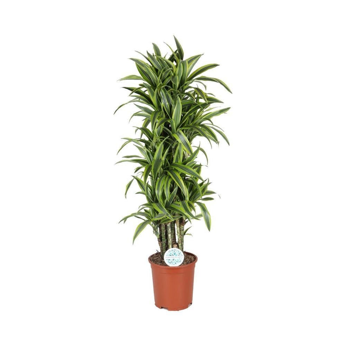 Dracaena 'Deremensis Lemon Lime'