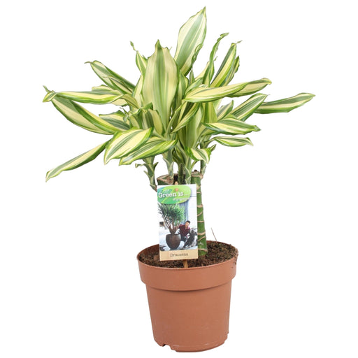 Dracaena 'Diamonddream Carrousel'