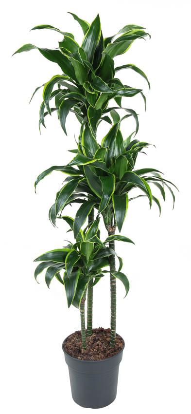 Dracaena 'Dorado'