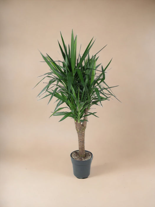 Dracaena Draco