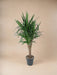 Dracaena Draco