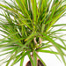 Dracaena Plant Duo H120Cm