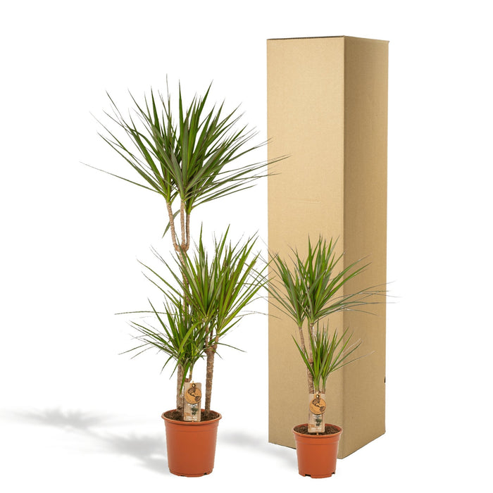 Dracaena Plant Duo H120Cm