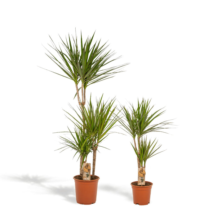 Dracaena Plant Duo H120Cm