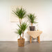 Dracaena Plant Duo H120Cm