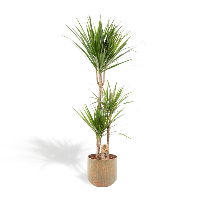 Dracaena Og Dens Cache H120Cm