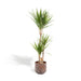 Dracaena Og Dens Cache H120Cm