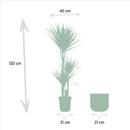 Dracaena Og Dens Cache H120Cm