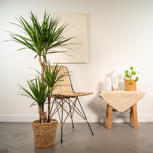 Dracaena Og Dens Naturlige Kurv H120Cm