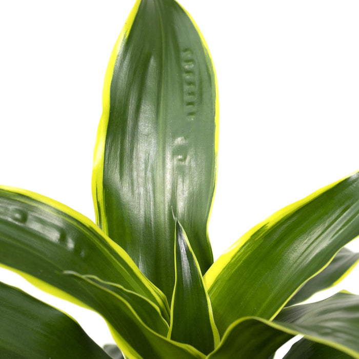 Dracaena 'Fragrans Groen Geel'