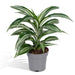 Dracaena 'Fragrans Wit Bont'