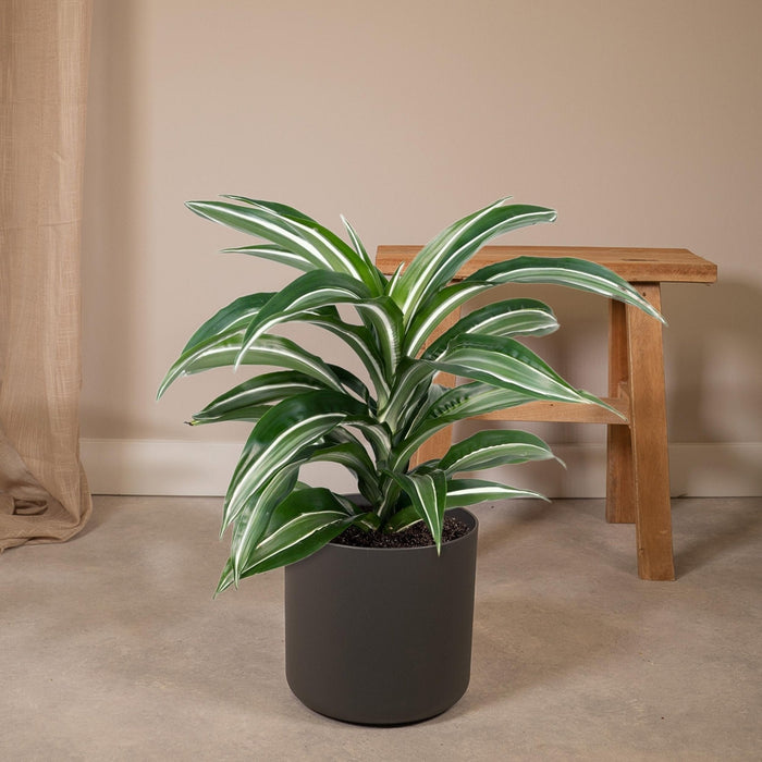 Dracaena 'Fragrans Wit Bont'