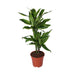 Dracaena 'Golden Coast'